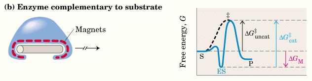 Enzima com sítio complementar à estrutura do substrato (Modelo Chave-fechadura) Interações magnéticas =