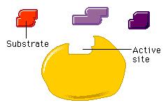 3 - Apresentam alto grau de especificidade por seus reagentes (substratos) Molécula que se liga ao sítio ativo e que vai sofrer a ação da enzima = substrato Região