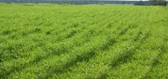 Guandu BRS Mandarim recria de novilhas em pastos recuperados (sem N): maior desempenho Produtividade animal