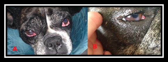 35 Figura 11: Imagens fotográficas da cadela com prolapso da glândula da membrana nictante no dia posterior a cirurgia. O animal fez uso do colar elisabetano (A) para evitar traumas na área operada.