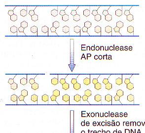 Reparo por excisão Vias específicas reconhecem lesões pequenas