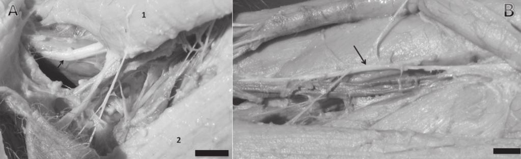 Comparative anatomy of the thigh nerve of Cebus libidinosus 263 Catalão campus. This work was previously approved by the institutional committee (Process CoEP-UFG no.