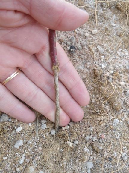 Figura 3 - À direita: Muda de E. urograndis tombada. À esquerda: Muda de E. urograndis apresentando total anelamento do caule.