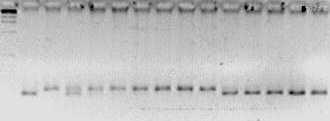 Perfil de amplificação pelos SSRs umc1019, mmc162 e umc 1016 da mistura de DNA (A) ou de discos foliares (B) do híbrido HS3 e da linhagem L1 em diferentes proporções.