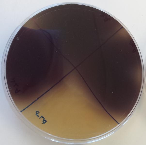 Figura 1:Placa de petri apresentando hidrólise da esculina. Fonte: Autor do Trabalho. Posteriormente, as amostras foram submetidas ao teste de coloração de Gram (Figura 2).