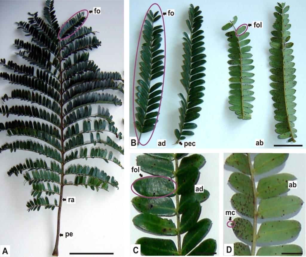 4 14 FIGURA 1. Peltophorum dubium (SPRENG.) TAUB.: A. ASPECTO GERAL DE UMA FOLHA COMPOSTA PARIBIPINADA; B. DETALHE DE FOLÍOLOS; C, D.