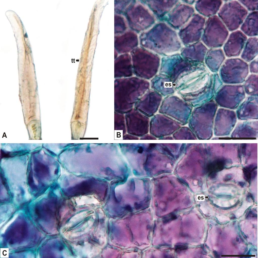 4 16 FIGURA 3. Peltophorum dubium (SPRENG.) TAUB., FOLIÓLULO: A. DETALHE DE TRICOMAS TECTORES; B, C.