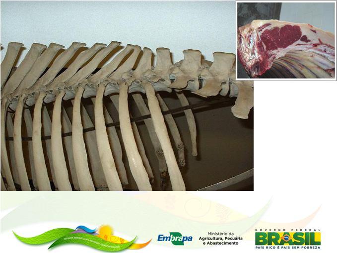 Medidas utilizadas Área de olho de lombo (AOL) Espessura de gordura entre a 12ª e 13ª costelas (EG) Espessura de