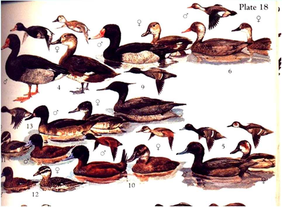 A riqueza de aves no Rio Grande do Sul (Belton, 1994; Benckeetal.