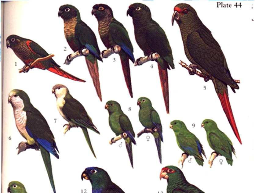 Psittacidae: papagaios e
