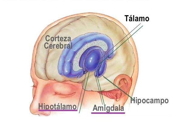 CORRELATOS