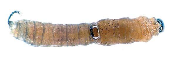 As setas indicam o anelamento do abdome pela exúvia (acima) bem como a posição da placa protorácica por ocasião da morte das lagartas (abaixo). Tabela 3.