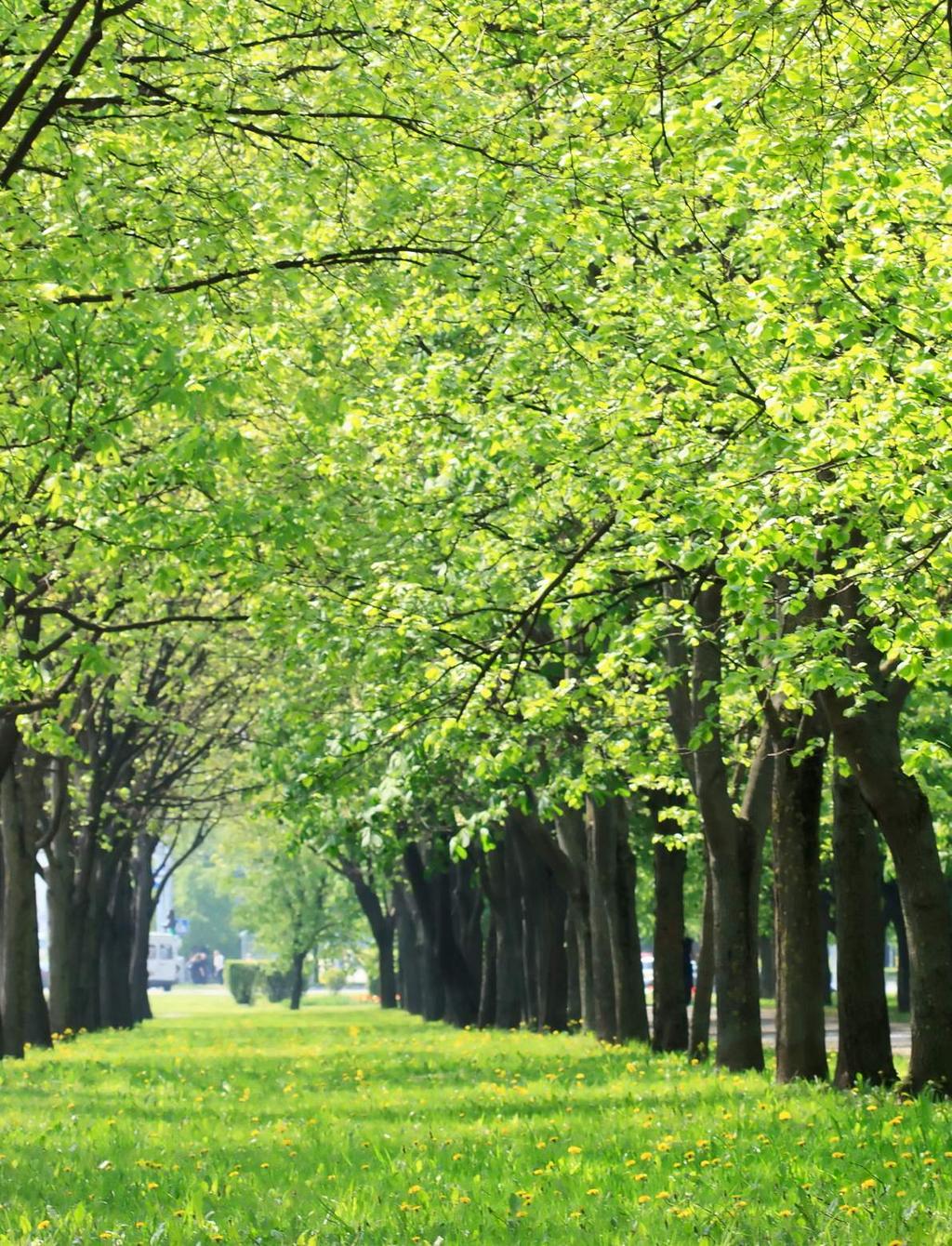 REGA ESPAÇOS VERDES - Estacas com Alagadores