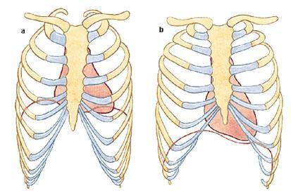 Doenças Cardiovasculares Inicialmente farei uma introdução relacionada a anatomia cardiovascular. Fique atento!