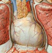 O pericárdio fibroso superficial é um tecido conjuntivo irregular, denso, resistente e inelástico. Assemelha-se a um saco, que repousa sobre o diafragma e se prende a ele.