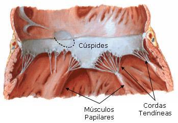 Cada lâmina é denominada cúspide. Temos uma cúspide anterior, outra posterior e outra septal.