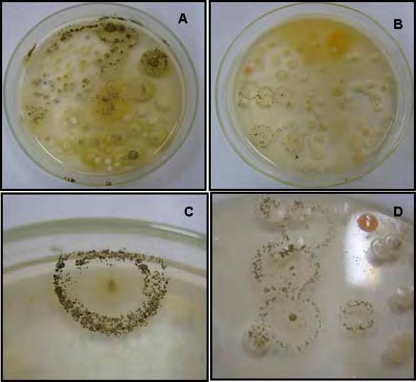 83 Figura 10. Ocorrência do isolado E9 de Metarhizium anisopliae nas amostras fecais dos bovinos.