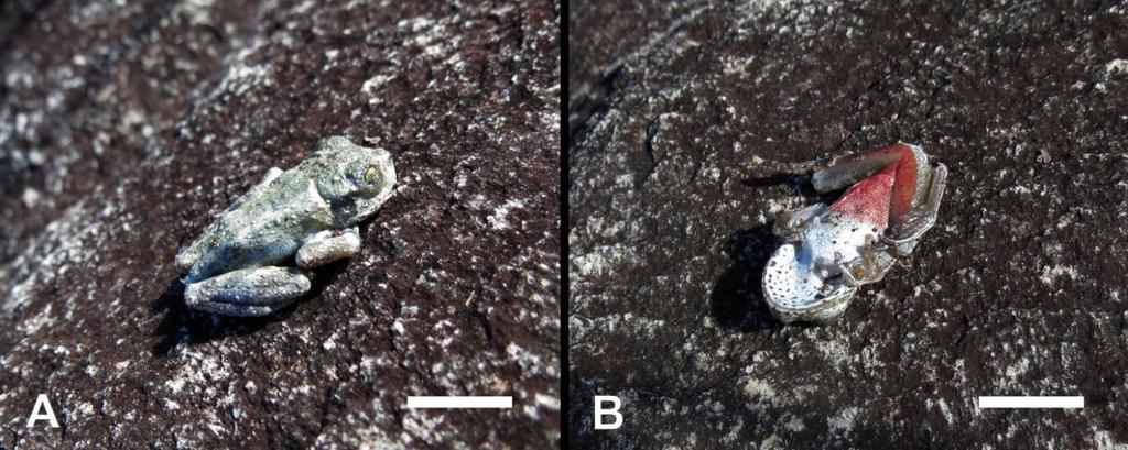 Predation of B. alvarengai by C. flavolineatus.49 Figure 3.