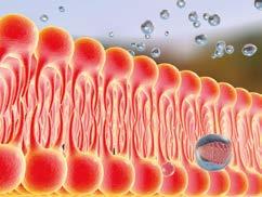 2. Atua como anti-inflamatório, antioxidante e imunomodulatório em condições clínicas e subclínicas 3.