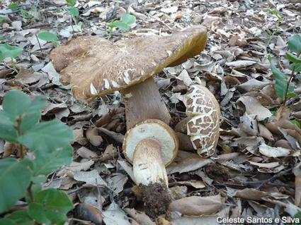 Figura 3- Corpo de frutificação de Boletus reticulatus Fonte: Mitra-nature Ainda dentro da ordem Boletales encontra-se a espécie Astraeus hygrometricus (Pers.) (Fig. 4).