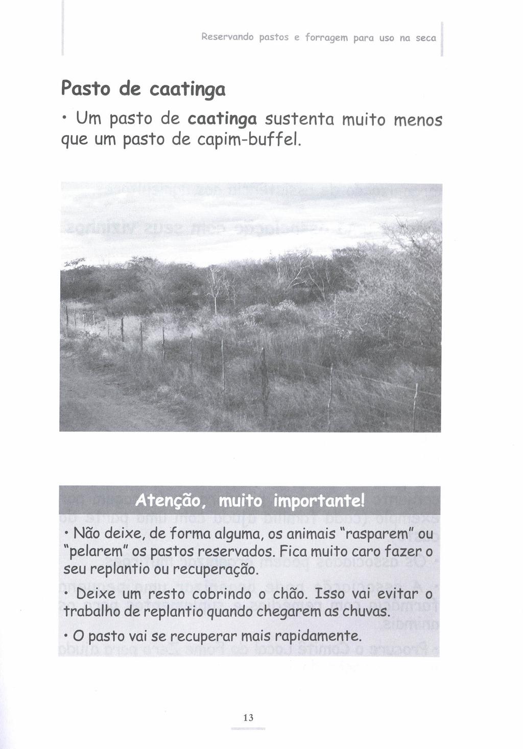 Reservando pastos e forragem para uso na seca Pasto de caatinga Um pasto de caatinga sustenta muito menos que um pasto de capim-buffel.