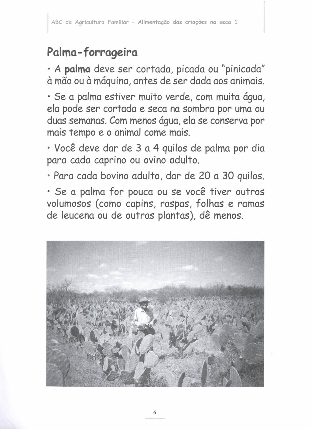 ABC da Agricultura Familiar - Alimentação das criações na seca 1 Palma-forrageira A palma deve ser cortada, picada ou "pinicada" à mão ou à máquina, antes de ser dada aos animais.