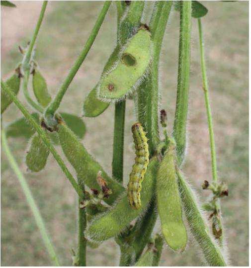 Heliothis virescens