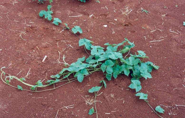 5.1 PLANTAS DANINHAS E A CULTURA DA SOJA INTERFERÊNCIA DAS PLANTAS DANINHAS É FUNÇÃO: