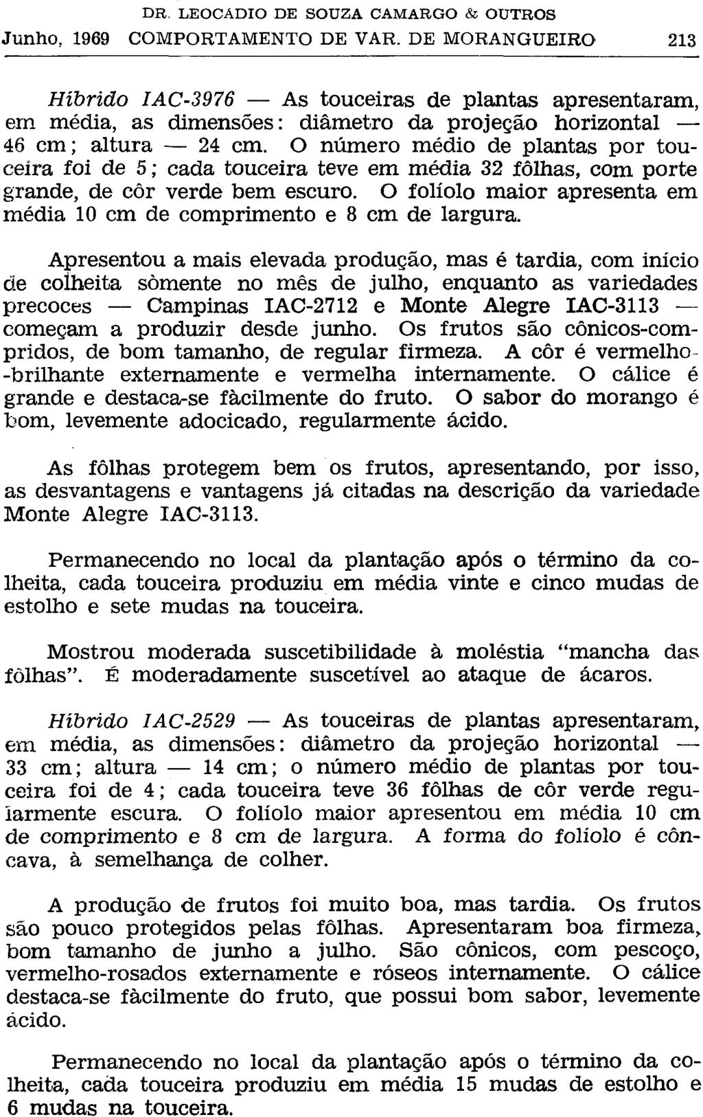 Híbrido IAC-3976 As touceiras de plantas apresentaram, em média, as dimensões: diâmetro da projeção horizontal 46 cm; altura 24 cm.