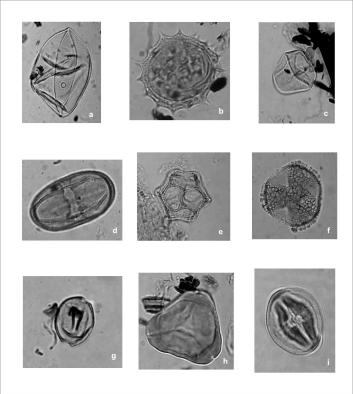 Quadro 1 - Principais palinomorfos encontrados na turfeira de Passinhos.