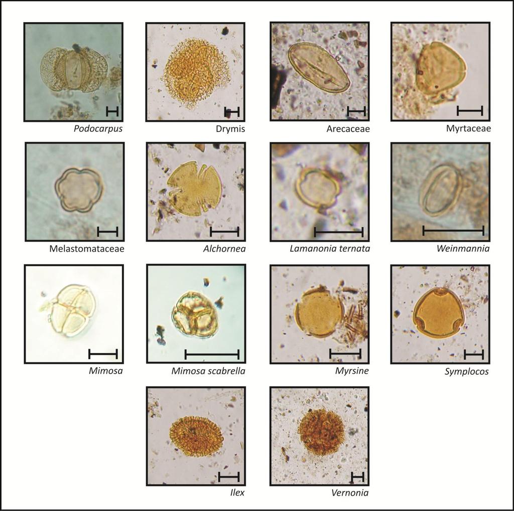 Figura 4 Principais grãos de pólen da formação