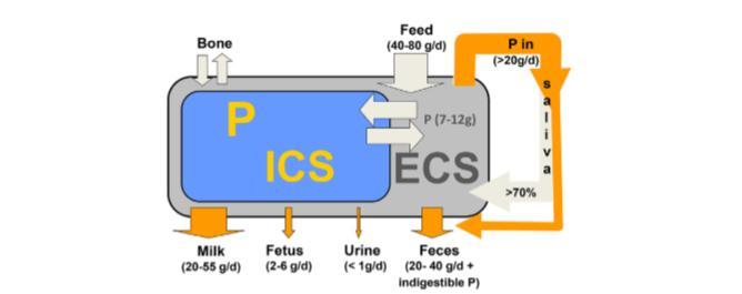 Homeorese de Fósforo em uma vaca no período de lactação (600kg). ECS-espaço extracelular, ICSespaço intracelular.
