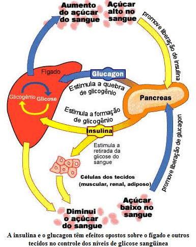 Fatores que afetam a [Fósforo] Insulina