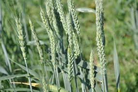 Cereais Por exemplo, o oídio afeta a maioria dos cereais, a septoriose e a ferrugem dos cereais são devastadoras em trigo, a rincosporiose e a helmintosporiose podem ser problemáticas em cevada.