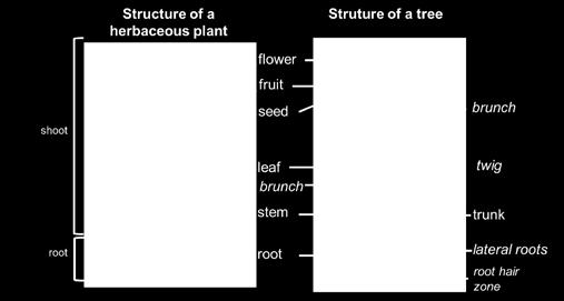 A biologia das plantas O corpo de uma planta (Figura 1) é constituído por um sistema