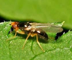 Vírus do amarelo ananicante da cevada A mosca da cenoura pode não ser um problema se a cultura for instalada em locais mais expostos e