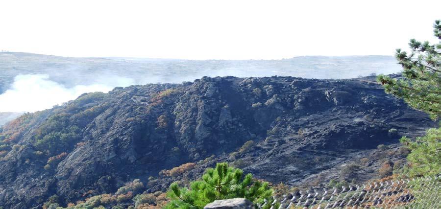 de carvalhais de (Quercus faginea), nas freguesias de Almofala e Mata de Lobos/ Escalhão.