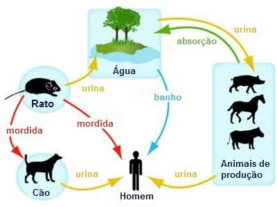 Leptospirose Causador: Leptospira interrogans; Sintomas: febre alta, dores musculares e nas articulações e calafrios; Transmissão: água, alimento e