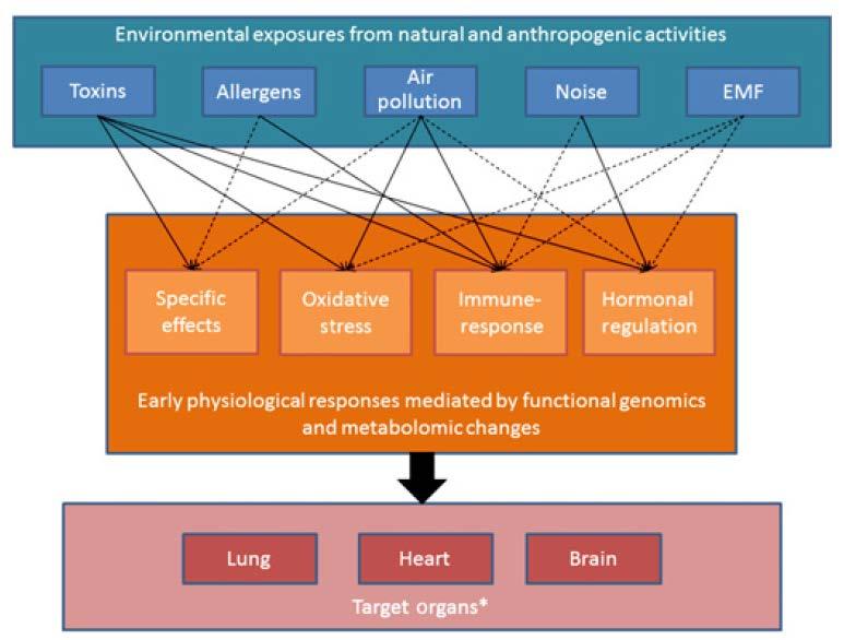 Principais riscos ambientais e efeitos associados Exposição ambiental devido atividades naturais e antropogênicas Toxinas Alergenos Poluição do ar Ruído Radiações Efeitos específicos Stress