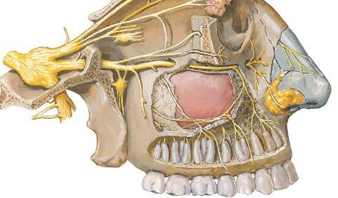 5 6 1 2 3 4 8 11 7 15 9 10 12 13 14 16 17 1- Gânglio trigeminal 2- Nervo Maxilar 3- Ramo meníngeo 4- N. zigomático 5- Ramo comunicante com o n. lacrimal 6- N. zigomático-temporal 7- N.