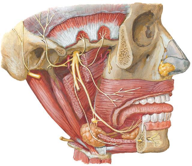 Inervação dos músculos da mastigação Nn. Temporais profundos N. massetérico N.