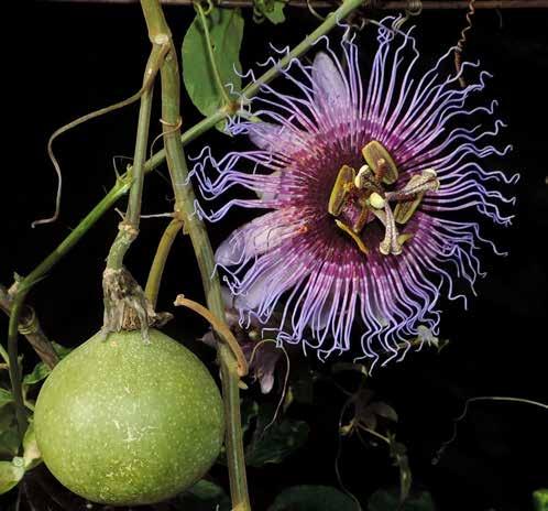 Capítulo 5 - Alimentícias Passiflora serratodigitata é também espécie trepadeira, com frutos muito parecidos com P. cincinnata.