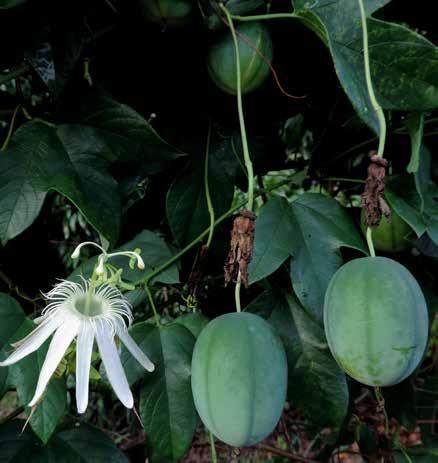 Plantas para o Futuro - Região Centro-Oeste nia e nas áreas de transição entre o Cerrado e a floresta Amazônica e em áreas de cerradão.