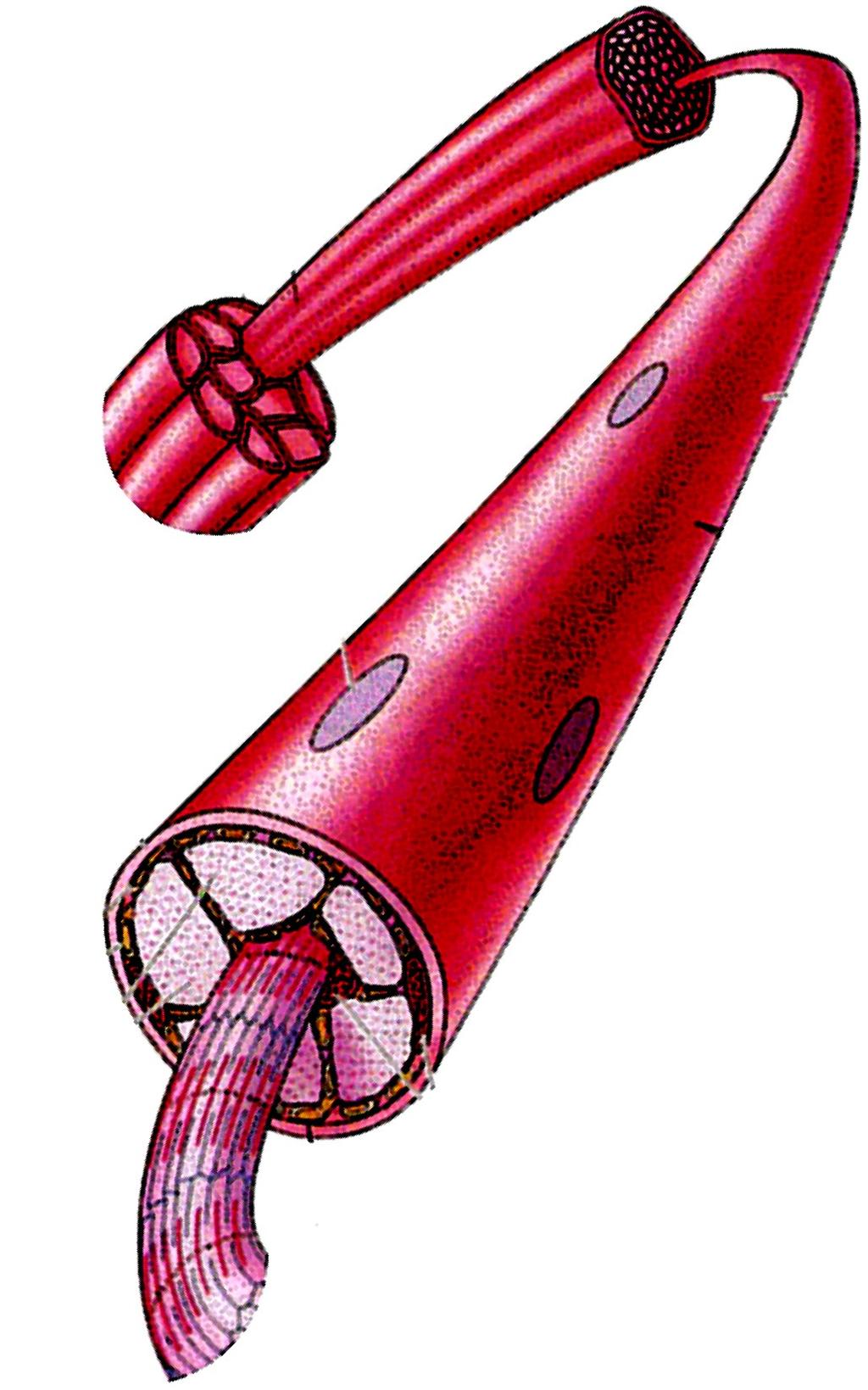 Tecido conjuntivo Fonte: Adaptado de Purves et al., Vida A ciência da Biologia. 6a. Ed. Artmed editora, 2002 (pg. 836). O músculo esquelético é formado por feixes de fibras musculares.