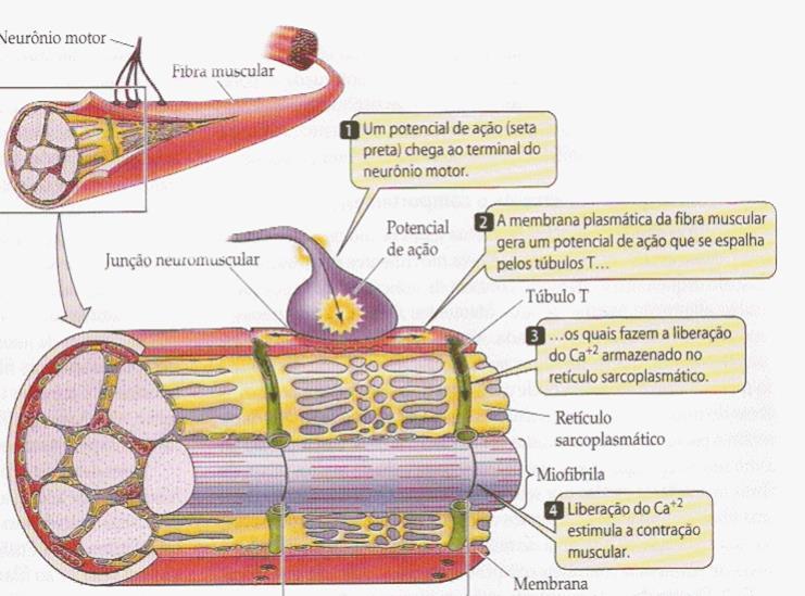 Intracelular