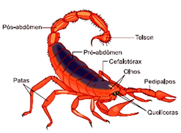 Aracnídeos Escorpiões Morfologia Externa: Pedipalpos desenvolvidos formando a pinça Pré abdomen 4