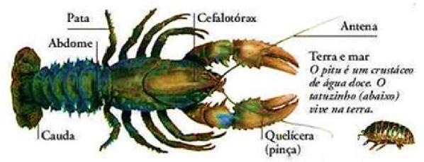 Características Gerais Características Fisiológicas Epiderme Presença de exoesqueleto quitinoso e carbonato de cálcio.