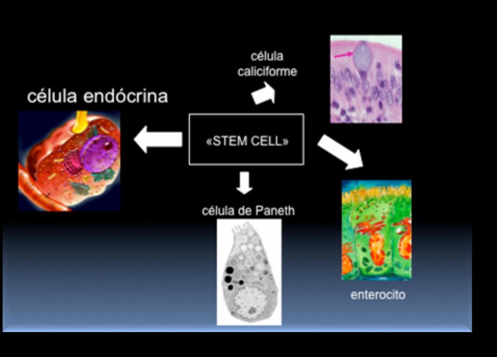 Neoplasia