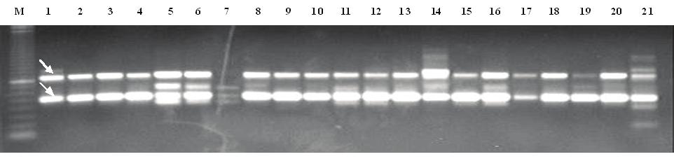 Contudo, a utilização desse iniciador revelou a variabilidade genética existente entre as populações de H. armigera analisadas neste estudo.