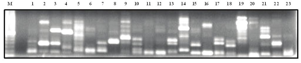 A partir dessas informações, foi possível determinar que os iniciadores OPA-02 e OPA-03 contribuíram com 80% dos fragmentos gerados pela técnica de RAPD para as populações analisadas neste estudo. 3.